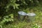 Two empty steel buckets are on green lawn at the edge of the garden