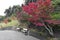 Two empty white benches in a garden with Japanese maple tree during autumn in Kyoto, Japan