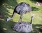 Two emu birds on the grass (Dromaius novaehollandiae)