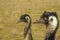 Two emus emu a species of flightless bird endemic to Australia,