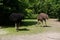 Two emus standing on the ground and pecking some grass