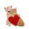 Two enamored cats with red heart on valentine