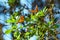Two endangered monarch butterflies among green leaves