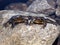 Two endangered mountain yellow legged frogs