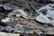 Two endangered sea turtles sleeping on a rocky tropical shoreline