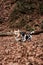 Two English breeds of dogs hunting and herding play together. Smooth haired Jack Russell Terrier and charming young Welsh corgi