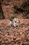 Two English breeds of dogs hunting and herding play together. Smooth haired Jack Russell Terrier and charming young Welsh corgi