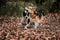 Two English breeds of dogs hunting and herding play together. Smooth haired Jack Russell Terrier and charming young Welsh corgi