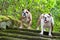 Two English Bulldog or British Bulldog on the stairs