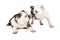 Two English Bulldogs Kissing