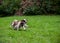 Two English Springer Spaniels Dogs Playing on the grass. Playing with Tennis Ball.