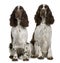 Two English Springer spaniels, sitting