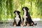 Two Entlebucher Mountain Dog