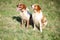 Two epagneul breton dogs sitting on grass