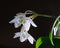 Two eucharis flowers and buds on dark background