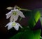 Two eucharis flowers on dark background