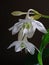 Two eucharis flowers on dark background close up view
