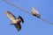 Two eurasian collared doves. One bird sits on the wires, the second bird is in flight