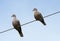 Two Eurasian Collared Doves perched on a wire