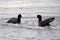 Two Eurasian Coots fighting over territory