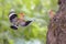 Two Eurasian hoopoes feeding on nesting site