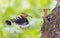 Two Eurasian hoopoes feeding on nesting site