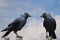 Two Eurasian Jackdaws - Corvus monedula, resting on an old fence