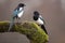 Two Eurasian Magpies on moss covered branch in winter