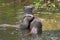 Two Eurasian otters Lutra lutra playing and fighting