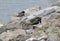 Two Eurasian oystercatchers (Haematopus ostralegus) standing on rocks