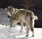 Two Eurasian wolves Canis lupus lupus on sunny day in early spring. Male and female