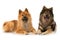 Two eurasier dogs lying on white background