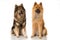 Two eurasier dogs sitting on white background