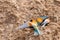 Two European bee-eater on ground near the hole nest