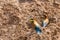 Two European bee-eater on ground near the hole nest