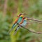 Two European bee-eater, merops apiaster, a pair, in summer on a branch