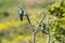 Two european bee-eater perched on a twig, close up. birds of paradise, rainbow colors