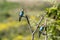 Two european bee-eater perched on a twig, close up. birds of paradise, rainbow colors high quality resulation walpaper