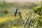 Two european bee-eater perched on a twig, close up. birds of paradise, rainbow colors high quality resulation walpaper