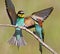 Two European bee eaters with exotic colors
