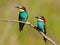 Two European bee eaters with exotic colors i