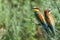 Two European bee-eaters sits on an inclined branch on a blurred green background in bright sunlight