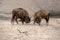 Two European bisons (Bison bonasus) fight locking horns and pushing each other