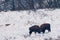 Two European Bisons (Bison bonasus) fighting