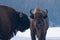 Two European Bisons (Bison bonasus) Portrait