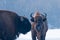 Two European Bisons (Bison bonasus) Portrait