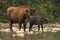 Two european bisons crossing the water in summer nature