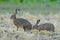 Two European brown hares on agricultural field