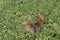 Two European brown hares on agricultural field