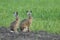 Two European brown hares on agricultural field